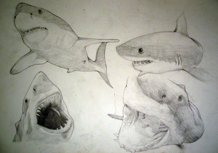 requins