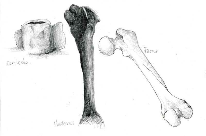 cervicale_humerus_femur