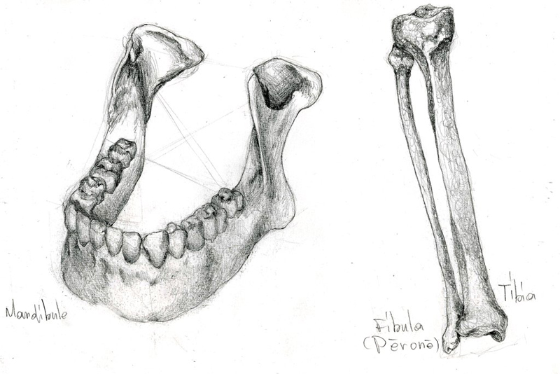 mandibule_tibia_fibula