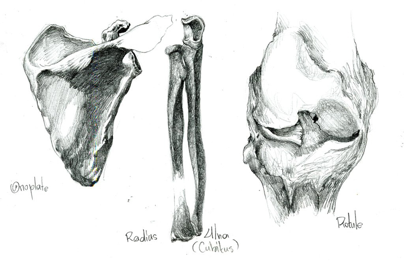omoplate_radius_ulna_rotule