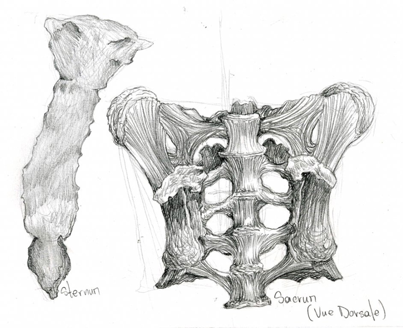 sternum_sacrum